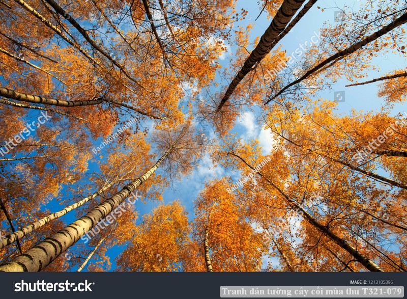 Tranh dán tường cây cối mùa thu T321-079